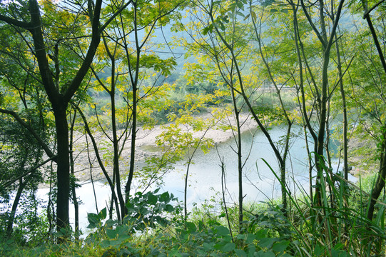 森林河流