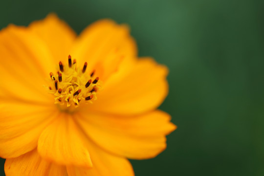 雛菊