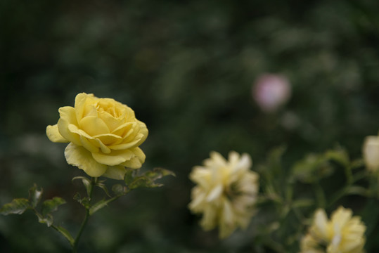 月季花