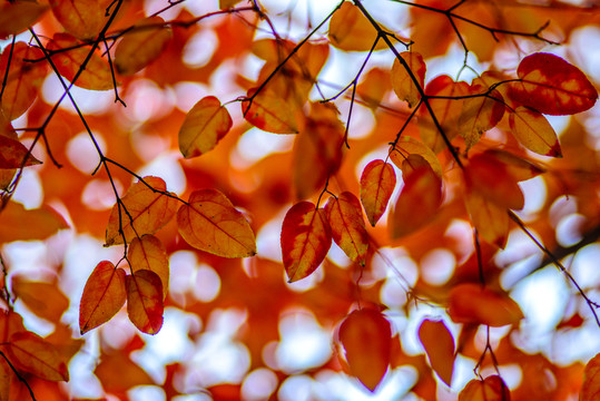 紅葉知秋