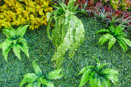 綠色植物墻