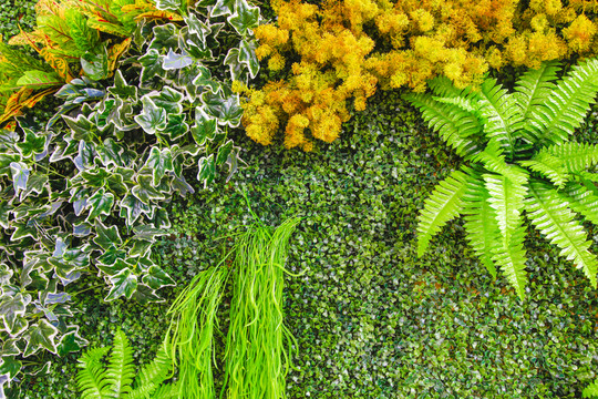 綠植墻 植物墻 綠化墻