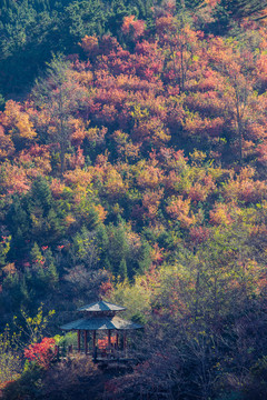 山上秋景