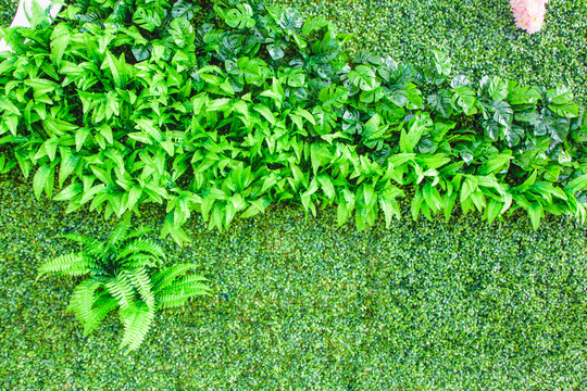 綠植墻 植物墻