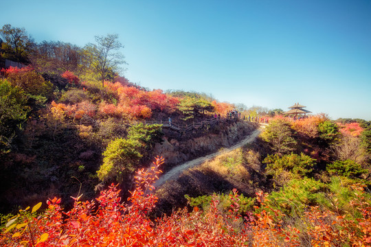 紅葉森林