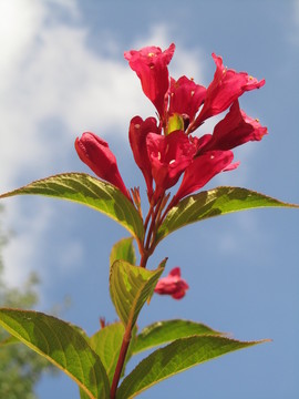 weigela  -  weigela