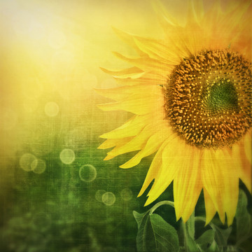 花園