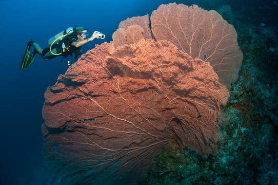 在巨型gorgonian
