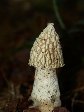 speisemorchel