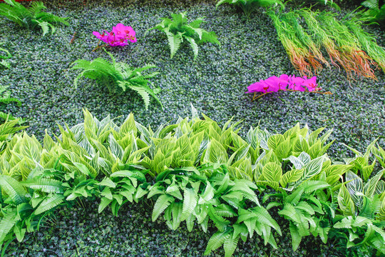 綠植墻 植物墻