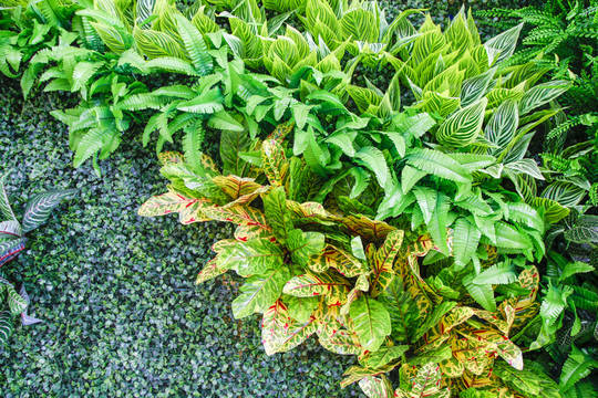 綠植墻 植物墻