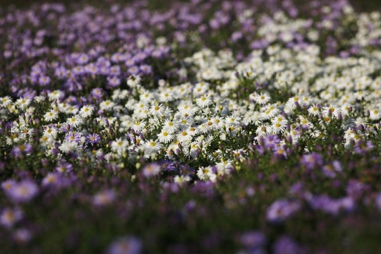 花園