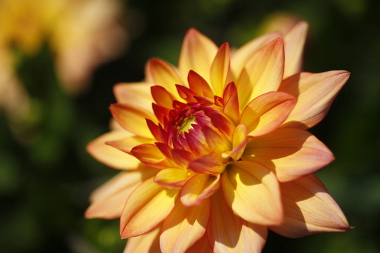 花園