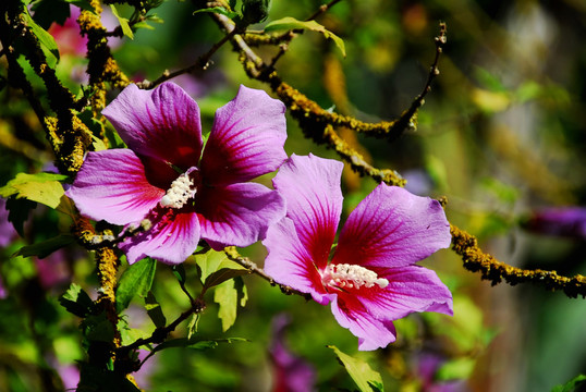 花