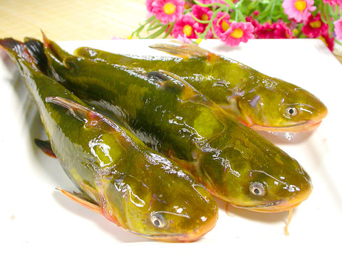 昂刺魚 鮮活河鮮