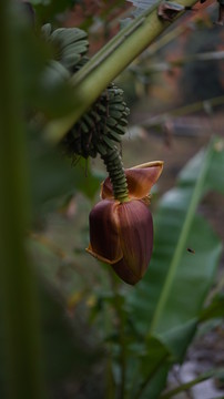 芭蕉