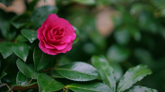 茶花