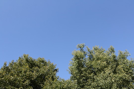 藍(lán)天