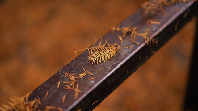 杉樹落葉