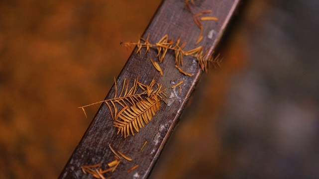 杉樹落葉