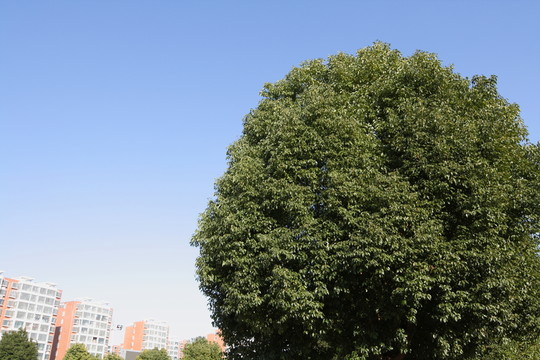 藍天 大樹