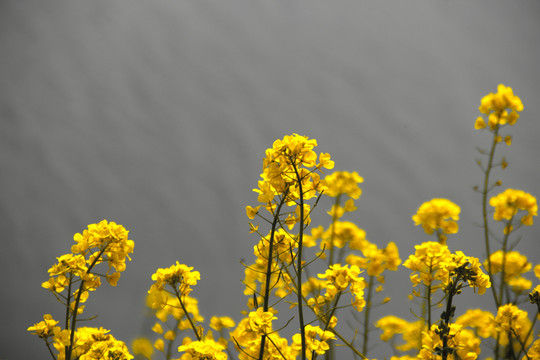 油菜花