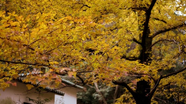 銀杏樹(shù)