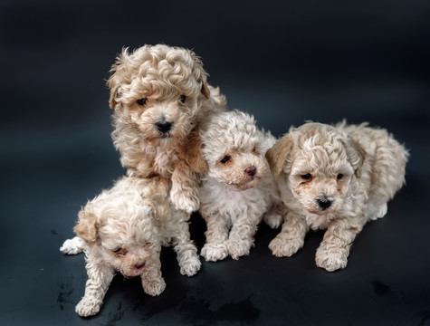 新生犬 狗寶寶