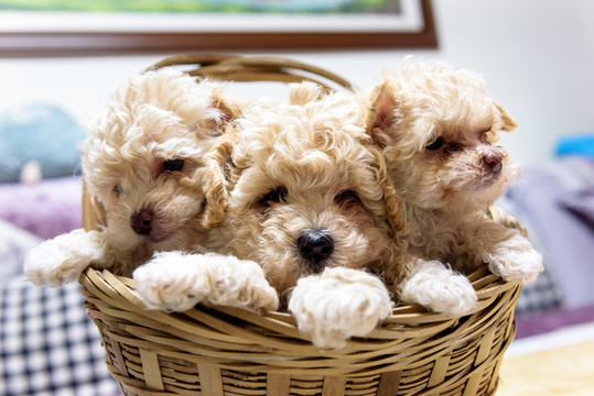 新生犬 狗寶寶