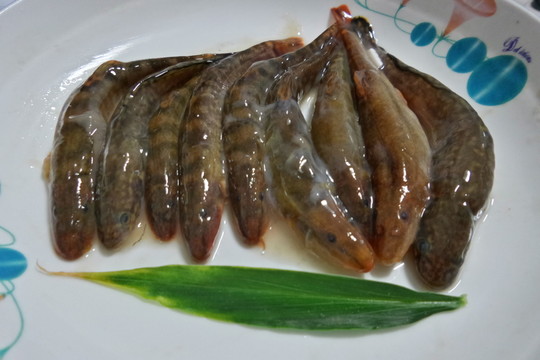 激流河冷水魚