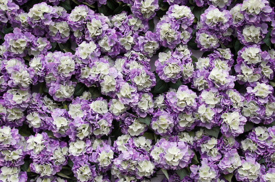 花墻