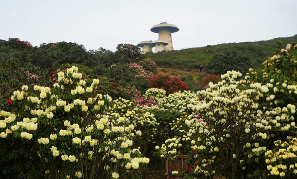 菌子山風(fēng)光