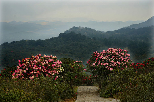 杜鵑山