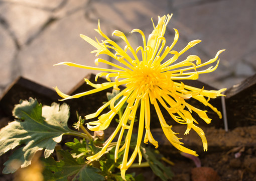 菊花