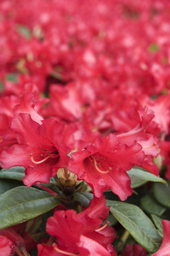 杜鵑花開花