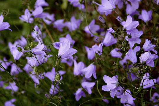 bellflowers