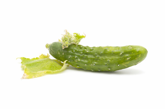 蔬菜