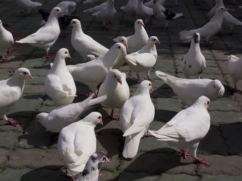公園