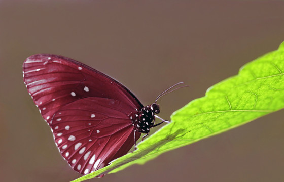 euploea modesta