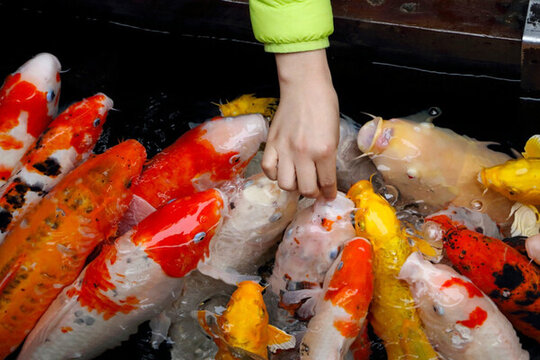 喂魚
