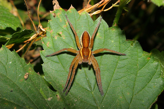 筏蜘蛛（dolomedes fimbriatus）
