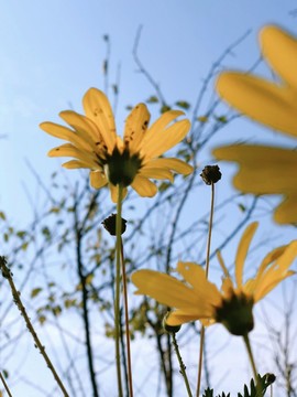 花