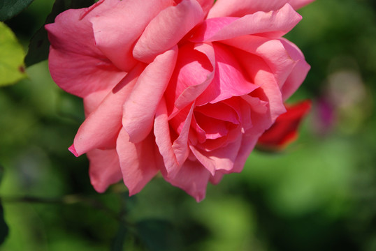 花園