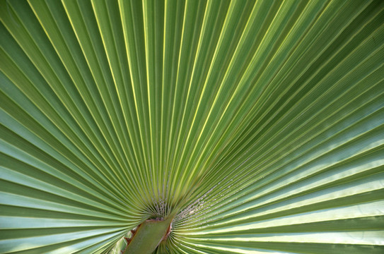 植物的葉子