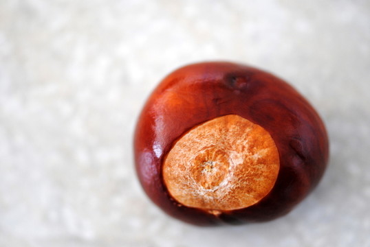 栗樹