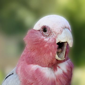 鳥