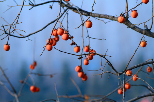 紅柿子