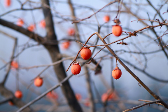 紅柿子