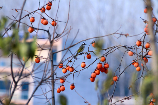 紅柿子