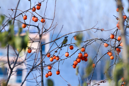 紅柿子